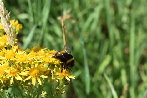 Bumblebee on a yellow flower